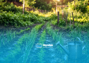 Deszczówka w ogrodzie – jak ją wykorzystać i dlaczego warto?